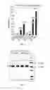 Fig. 03 - Heat resistant plants and plant tissues comprising a variant adenosine diphosphate glucose pyrophosphorylase small subunit protein and methods of use thereof