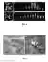 Fig. 02 - Modulation of plant cell number
