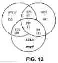 Fig. 11 - Modulation of plant cell number