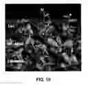 Fig. 14 - Modulation of plant cell number