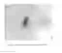 Fig. 06 - Plant transformation method