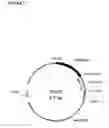 Fig. 04 - MULTI EPITOPE VACCINE FOR POULTRY