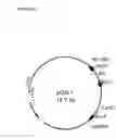 Fig. 06 - MULTI EPITOPE VACCINE FOR POULTRY