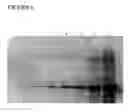 Fig. 08 - MULTI EPITOPE VACCINE FOR POULTRY
