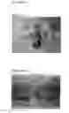Fig. 09 - MULTI EPITOPE VACCINE FOR POULTRY