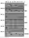 Fig. 02 - Oligonucleotide compositions and methods for treating disease including inflammatory conditions