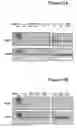 Fig. 04 - Oligonucleotide compositions and methods for treating disease including inflammatory conditions