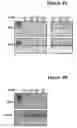 Fig. 05 - Oligonucleotide compositions and methods for treating disease including inflammatory conditions