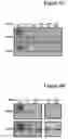 Fig. 06 - Oligonucleotide compositions and methods for treating disease including inflammatory conditions