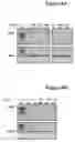 Fig. 07 - Oligonucleotide compositions and methods for treating disease including inflammatory conditions