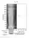 Fig. 12 - Device and method for generating a beam of acoustic energy from a borehole, and applications thereof
