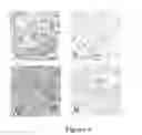Fig. 09 - Peripheral-type benzodiazepine receptor expression level as an index of organ damage and regeneration