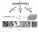Fig. 02 - Collagen peptide conjugates and uses therefor