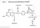Fig. 02 - METABOLICALLY INERT ANTIFOLATES FOR TREATING DISORDERS OF ABNORMAL CELLULAR PROLIFERATION AND INFLAMMATION