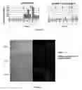 Fig. 08 - VACCINES DIRECTED TO LANGERHANS CELLS