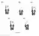 Fig. 02 - SINGLE CHAIN FC, METHODS OF MAKING AND METHODS OF TREATMENT