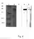 Fig. 06 - ALLERGENIC LATEX PROTEIN