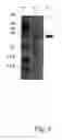 Fig. 07 - ALLERGENIC LATEX PROTEIN