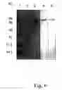 Fig. 08 - ALLERGENIC LATEX PROTEIN