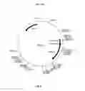 Fig. 09 - Antibody against the CSF-1R