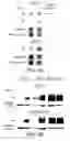 Fig. 06 - Alpha 5 beta 1 and its ability to regulate the cell survival pathway
