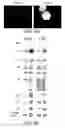 Fig. 07 - Alpha 5 beta 1 and its ability to regulate the cell survival pathway