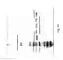 Fig. 30 - Liposome compositions
