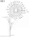 Fig. 02 - Daisy Oracle of Love