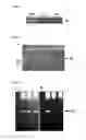 Fig. 02 - Cell line stably expressing mutated oncoprotein E6 and method of screening anticancer compound of uterine cervical cancer using the same