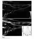 Fig. 03 - High spatial resolution imaging of a structure of interest in a specimen