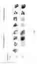 Fig. 04 - Molecular probe for imaging of pancreatic islets and use of the same