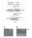 Fig. 02 - Continuous-flow deformability-based cell separation