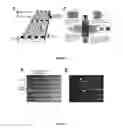 Fig. 07 - Continuous-flow deformability-based cell separation