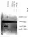 Fig. 48 - Methods for producing and using stem-loop oligonucleotides