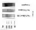 Fig. 49 - Methods for producing and using stem-loop oligonucleotides