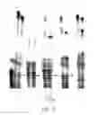 Fig. 07 - Thermostable reverse transcriptases and uses thereof
