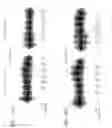Fig. 13 - Thermostable reverse transcriptases and uses thereof