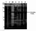 Fig. 01 - Method of sequence optimization for improved recombinant protein expression using a particle swarm optimization algorithm