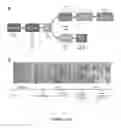Fig. 02 - Substantially pure human retinal progenitor, forebrain progenitor, and retinal pigment epithelium cell cultures and methods of making the same