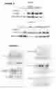 Fig. 08 - Platelet derived growth factor receptor alpha (PDGFRA) polypeptides comprising activating mutation(s)