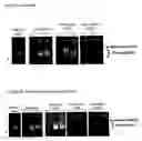 Fig. 07 - Modified Cpn10 and PRR signalling