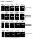 Fig. 09 - Modified Cpn10 and PRR signalling