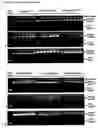 Fig. 22 - Modified Cpn10 and PRR signalling