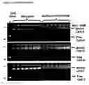 Fig. 35 - Modified Cpn10 and PRR signalling