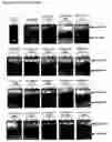 Fig. 37 - Modified Cpn10 and PRR signalling