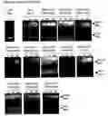 Fig. 41 - Modified Cpn10 and PRR signalling