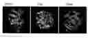 Fig. 01 - COMPOSITIONS AND METHODS OF USING THE HUMAN PROISLET PEPTIDE RECEPTOR