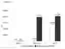 Fig. 12 - Method for Preclinical Testing of Immunomodulatory Drugs