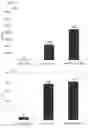 Fig. 16 - Method for Preclinical Testing of Immunomodulatory Drugs