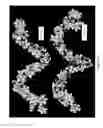 Fig. 28 - NOVEL POLYUREA FIBER